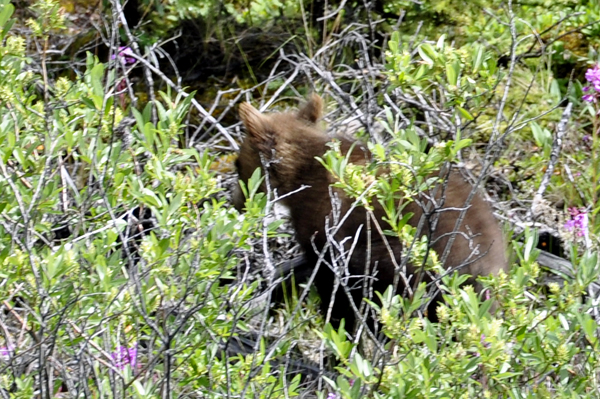 bear cub